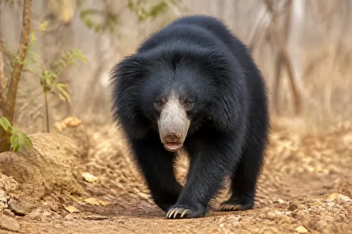 bear — picture meaning