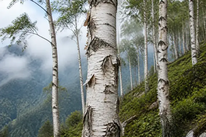 birch — picture meaning