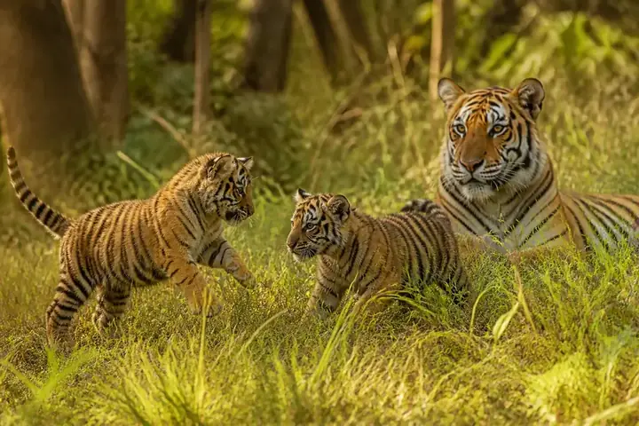 cub — picture meaning
