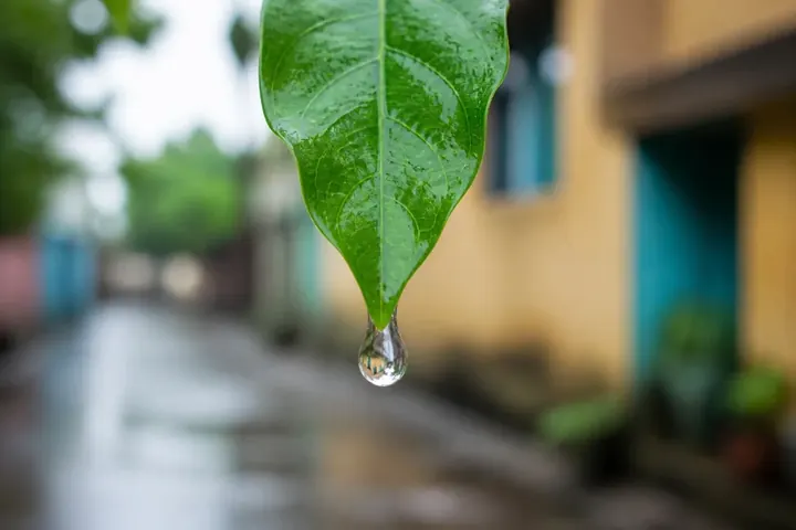 drop in Everyday English