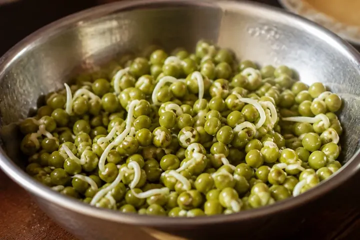 germination meaning picture: Close-up of moong beans in a steel bowl with tiny white shoots sprouting from each seed