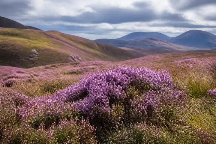 heather — picture meaning