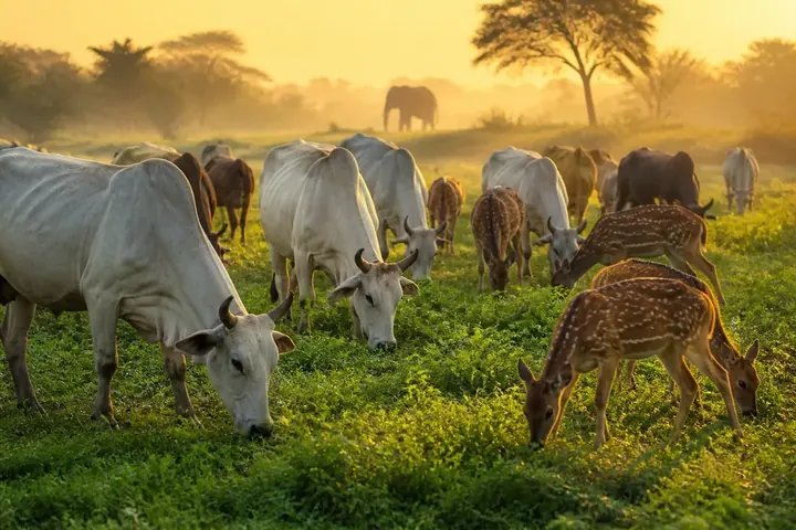 herbivore — picture meaning