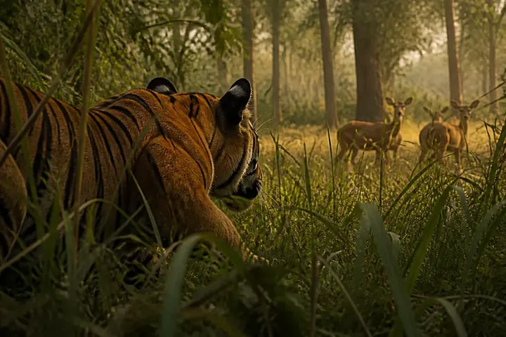 hunt — picture meaning